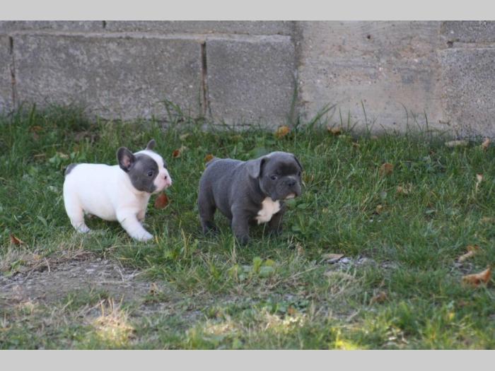 francuski buldog štenci besplatni mali oglasi