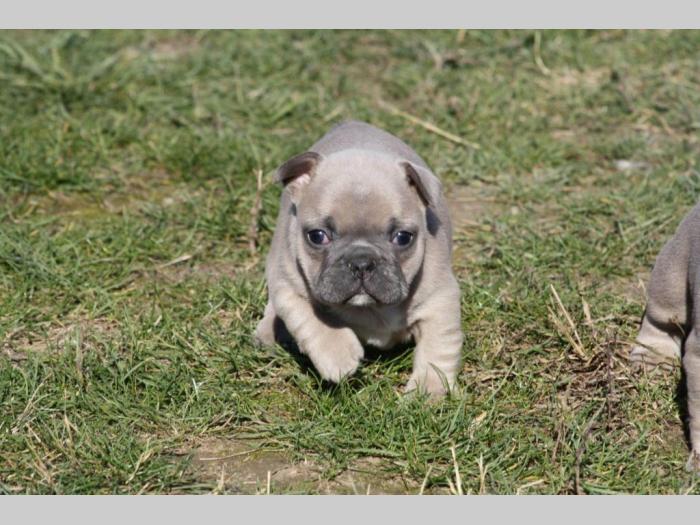 francuski buldog štenci besplatni mali oglasi