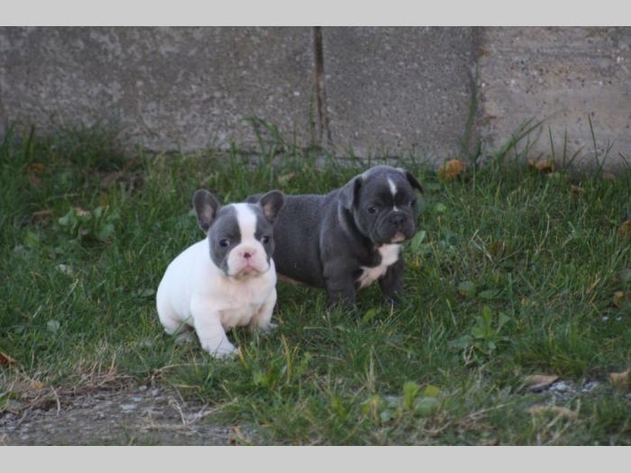 francuski buldog štenci besplatni mali oglasi