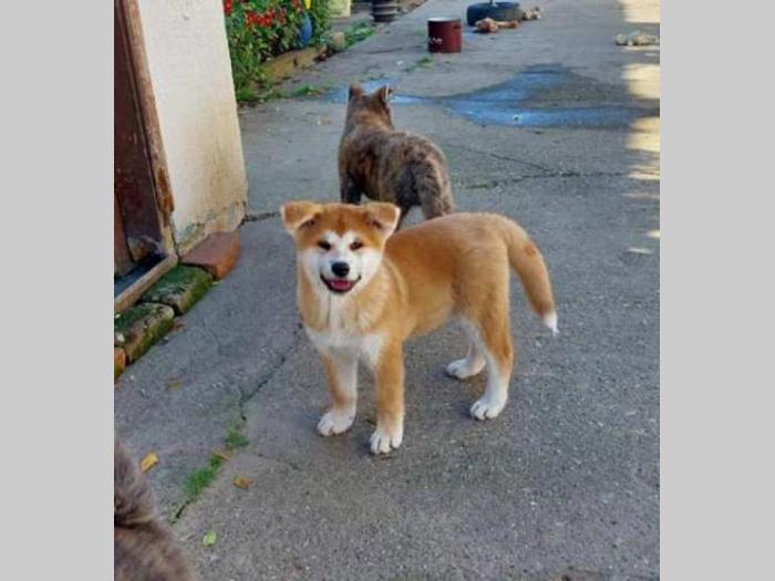 akita inu štenci besplatni mali oglasi