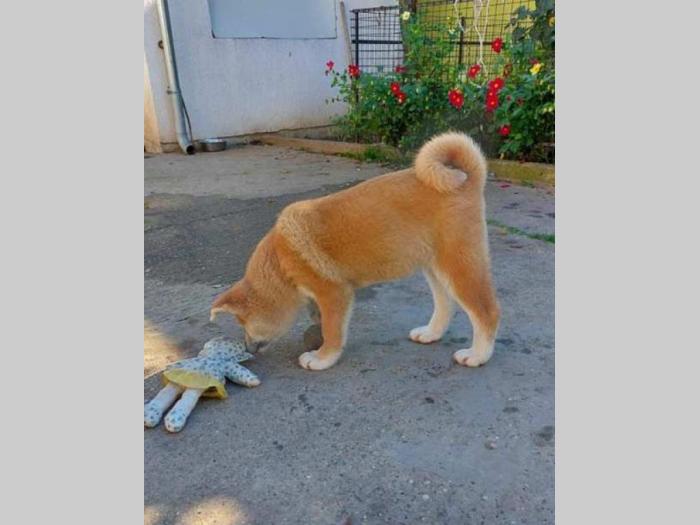 akita inu štenci besplatni mali oglasi