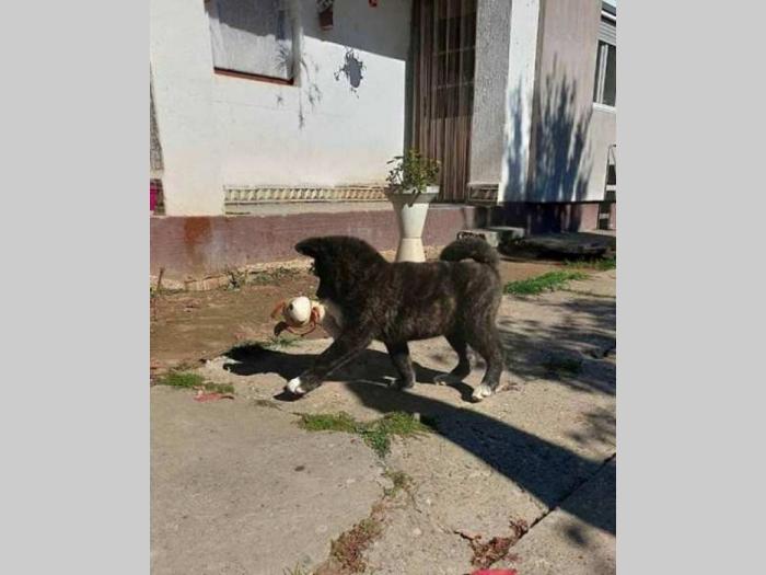 akita inu štenci besplatni mali oglasi