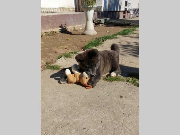 akita inu štenci besplatni mali oglasi