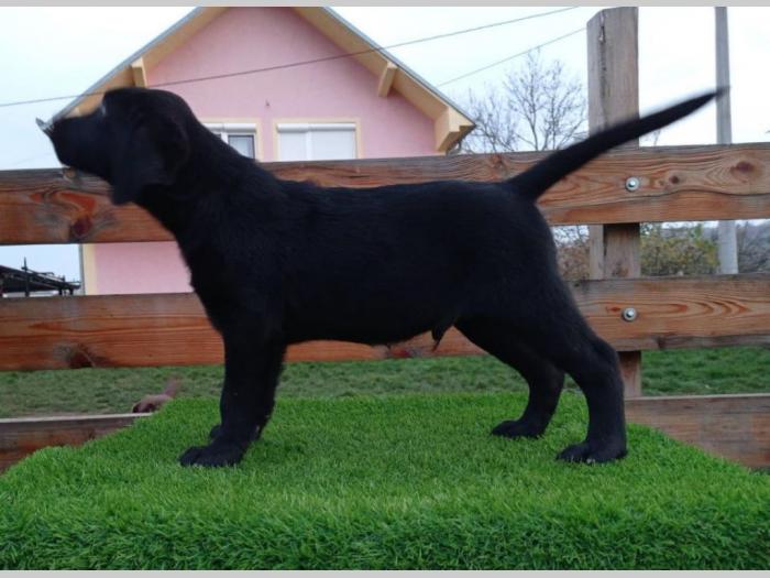 štenci labradora besplatni mali oglasi