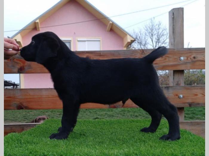 štenci labradora besplatni mali oglasi