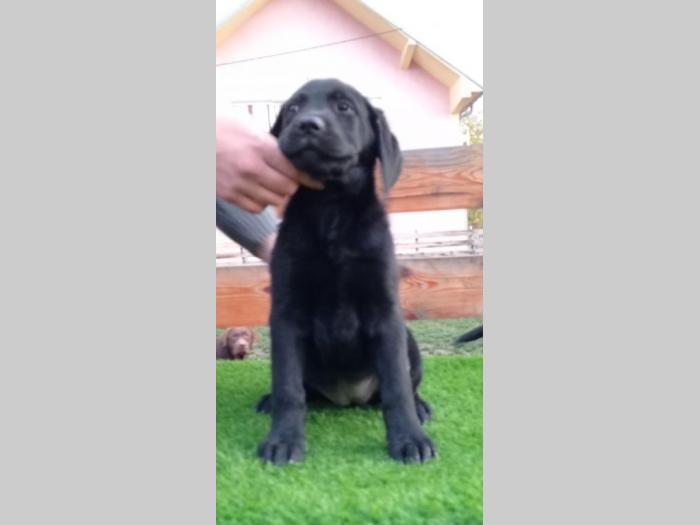 štenci labradora besplatni mali oglasi