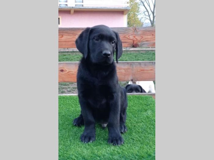 štenci labradora besplatni mali oglasi
