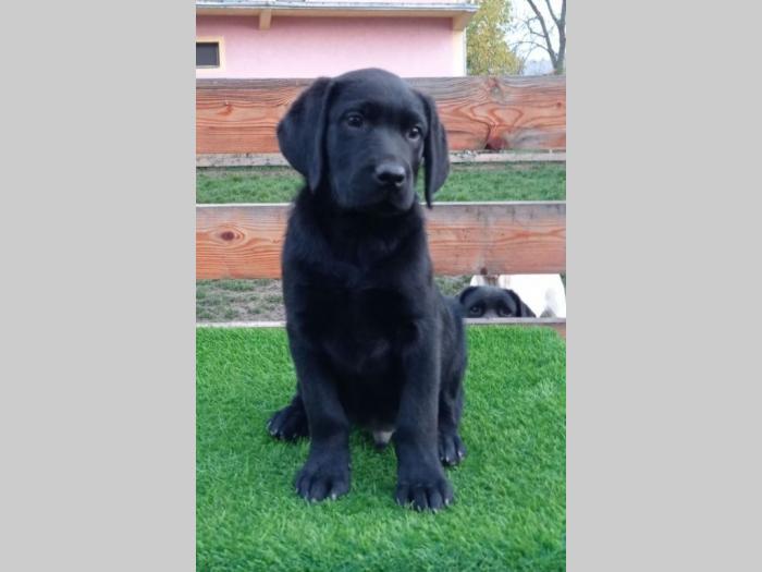 štenci labradora besplatni mali oglasi