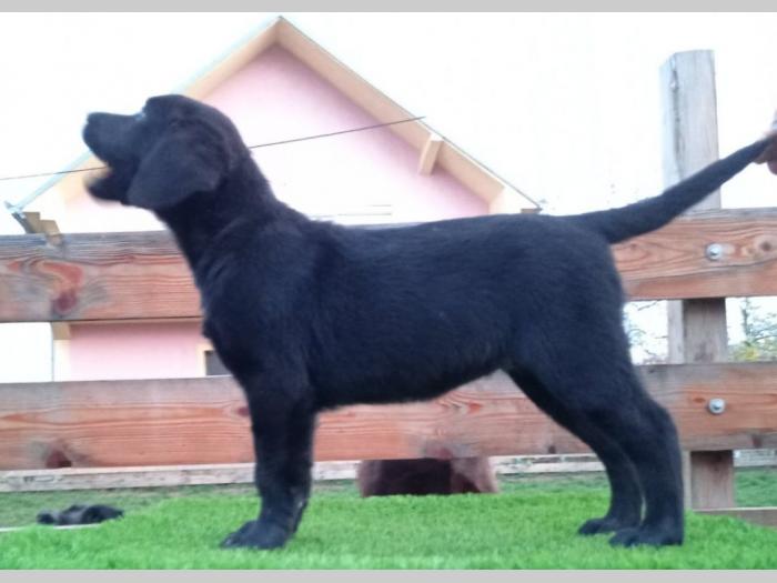 štenci labradora besplatni mali oglasi