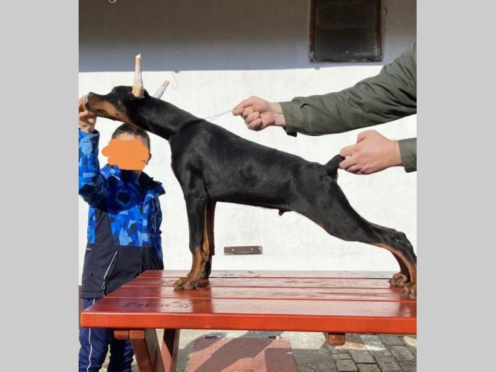 doberman štenci besplatni mali oglasi