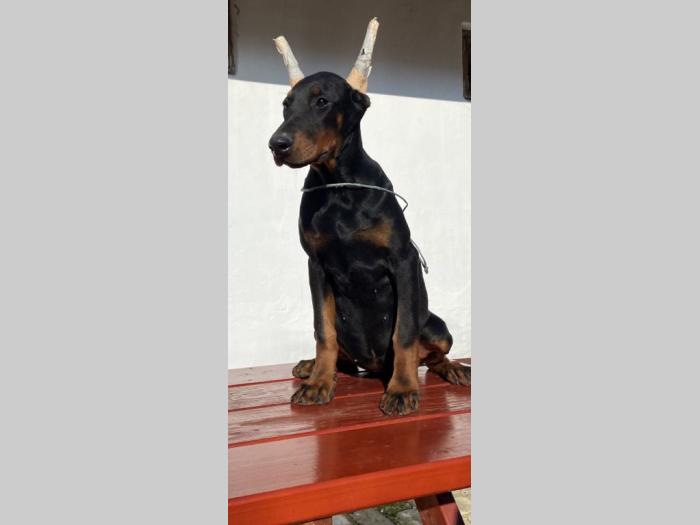 doberman štenci besplatni mali oglasi