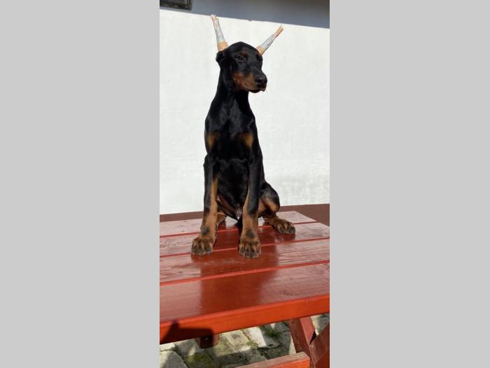 doberman štenci besplatni mali oglasi