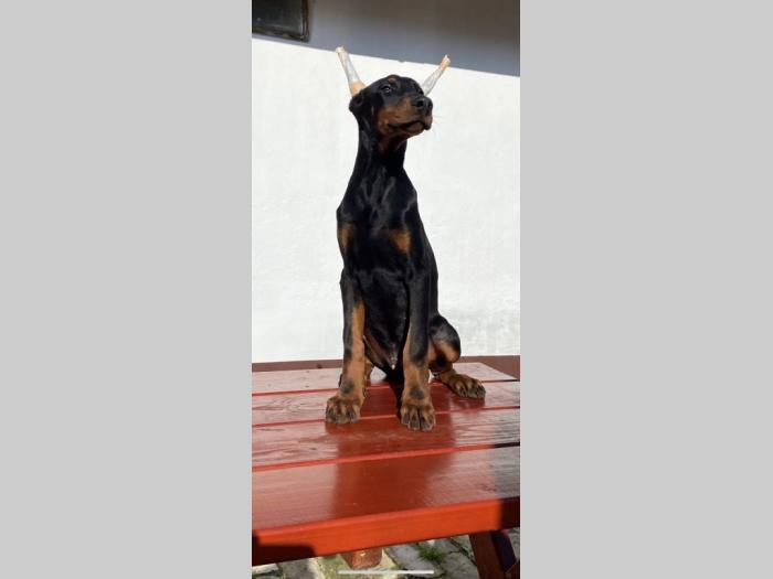 doberman štenci besplatni mali oglasi