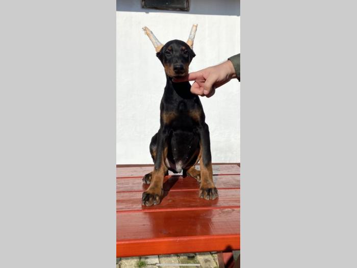 doberman štenci besplatni mali oglasi