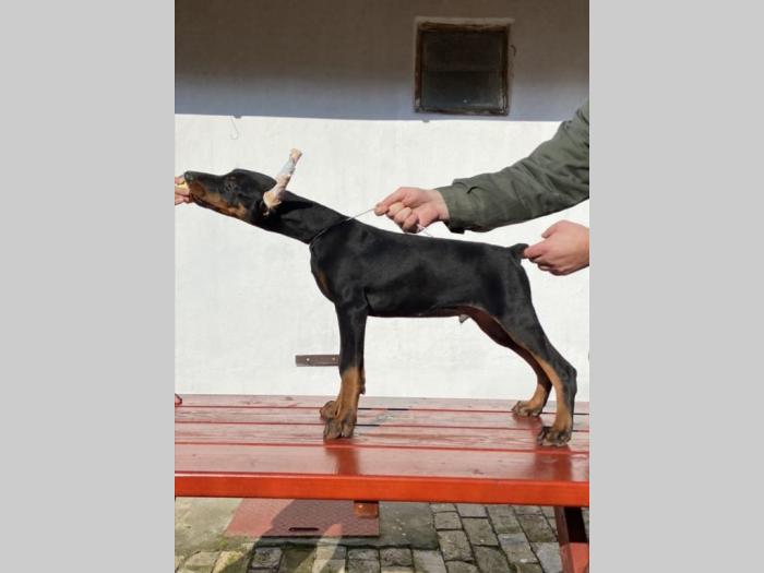 doberman štenci besplatni mali oglasi