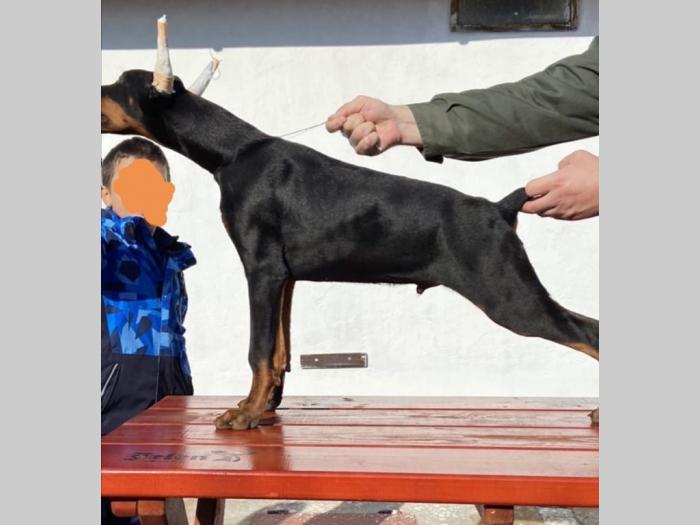 doberman štenci besplatni mali oglasi