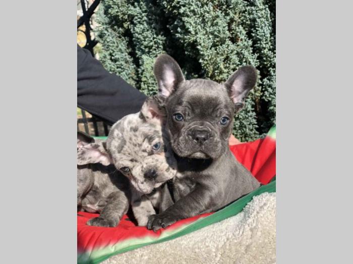 francuski buldog mužjaci besplatni mali oglasi