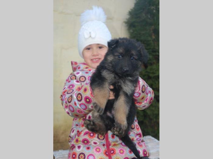 nemački ovčar vrhunska štenad besplatni mali oglasi