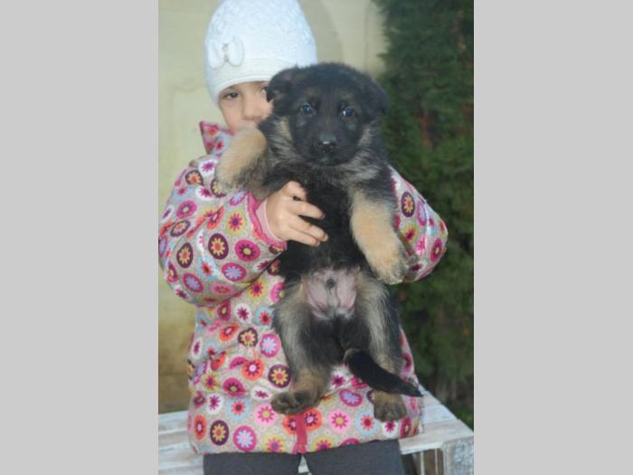 nemački ovčar vrhunska štenad besplatni mali oglasi