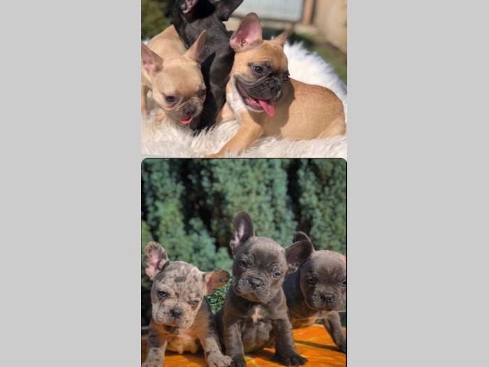 francuski buldog štenci besplatni mali oglasi