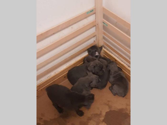 francuski buldog štenci besplatni mali oglasi