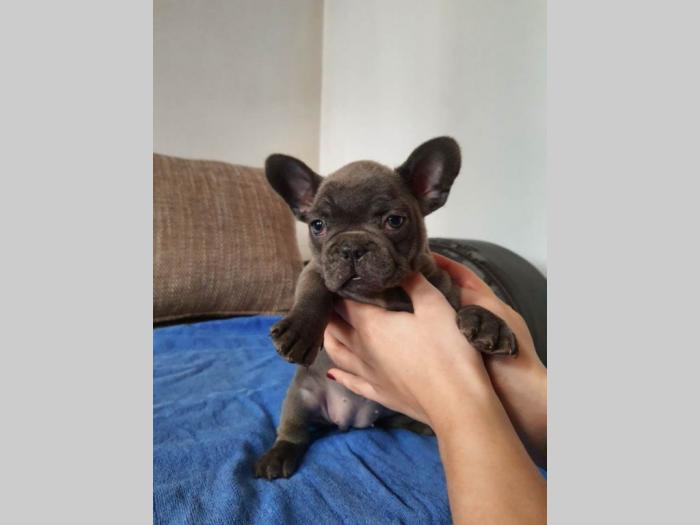 francuski buldog štenci besplatni mali oglasi