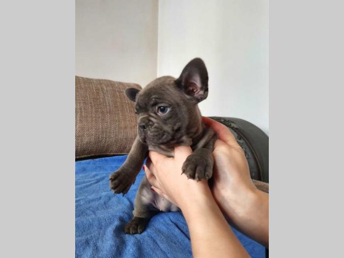 francuski buldog štenci besplatni mali oglasi