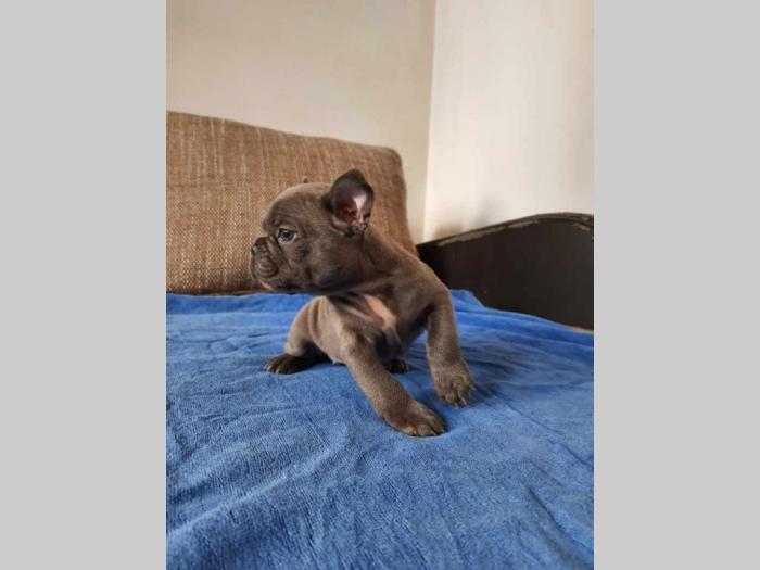 francuski buldog štenci besplatni mali oglasi