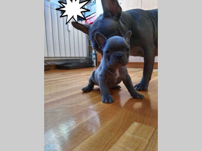 francuski buldog štenci besplatni mali oglasi