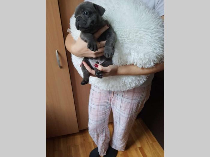 francuski buldog štenci besplatni mali oglasi