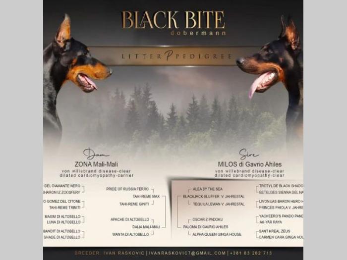 doberman besplatni mali oglasi