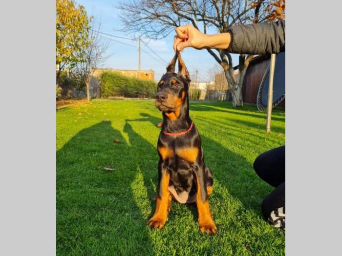 doberman besplatni mali oglasi
