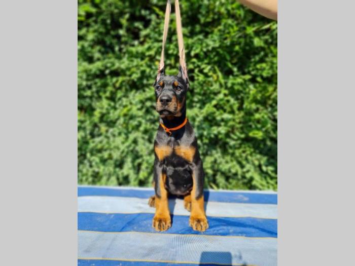 doberman besplatni mali oglasi