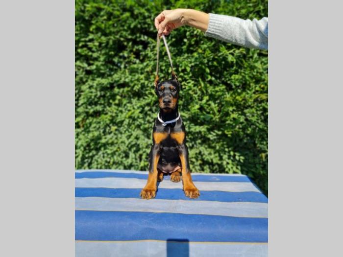 doberman besplatni mali oglasi