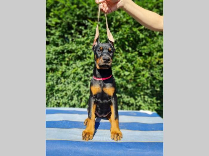 doberman besplatni mali oglasi