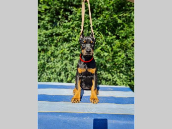 doberman besplatni mali oglasi