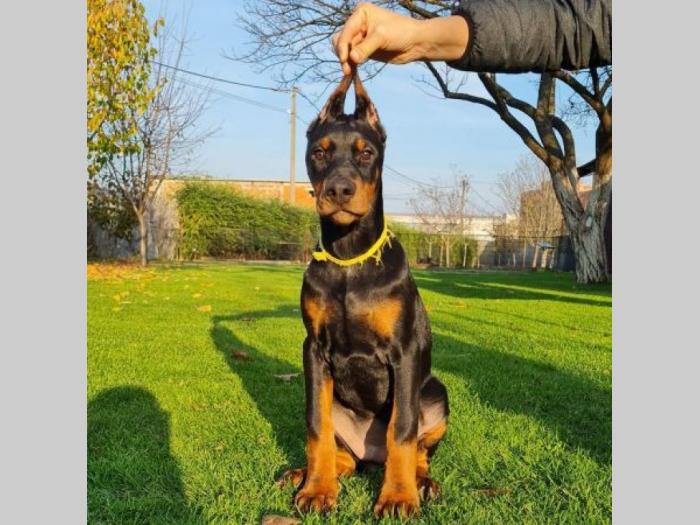 doberman besplatni mali oglasi