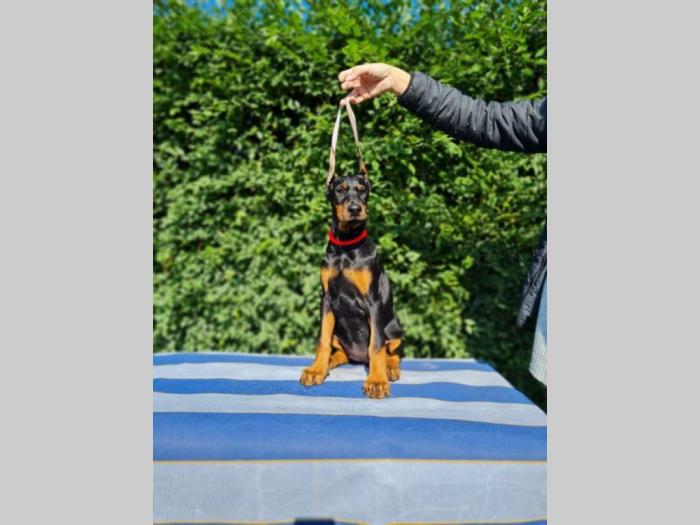 doberman besplatni mali oglasi