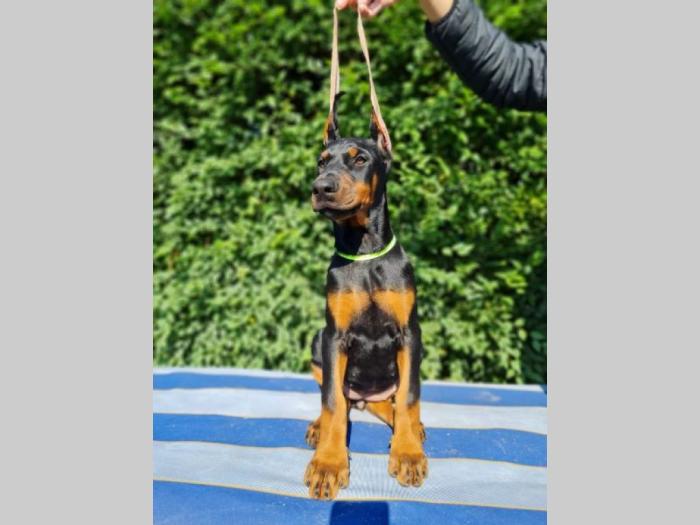 doberman besplatni mali oglasi