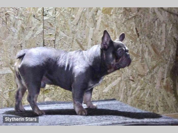 francuski buldog , parenje besplatni mali oglasi