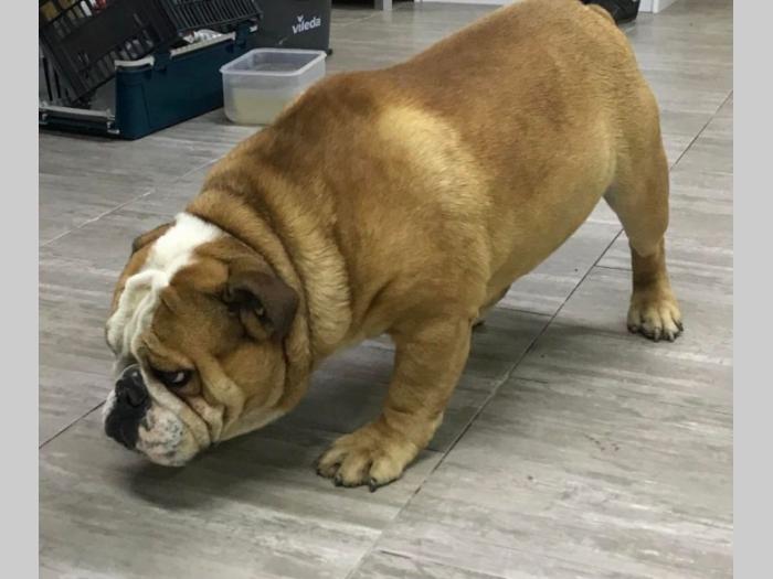 engleski buldog besplatni mali oglasi