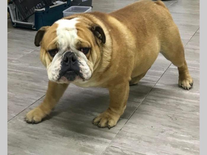 engleski buldog besplatni mali oglasi