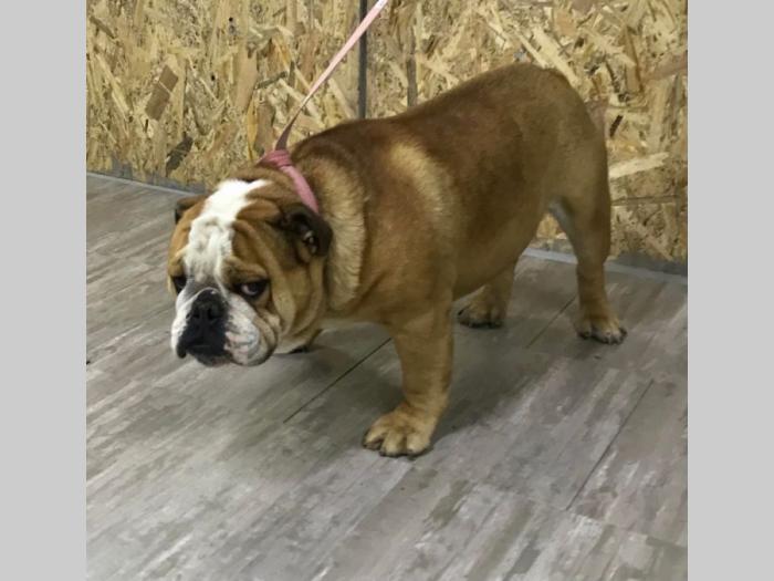 engleski buldog besplatni mali oglasi