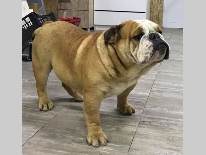 engleski buldog besplatni mali oglasi