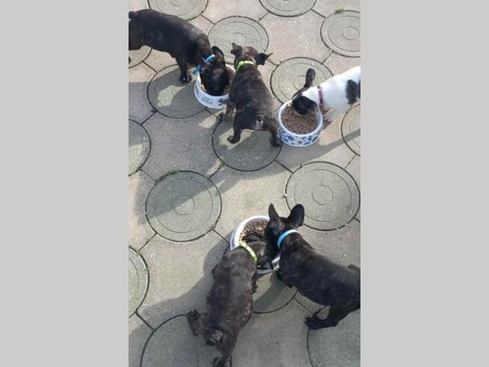 francuski buldog štenci egzotičnih boja besplatni mali oglasi
