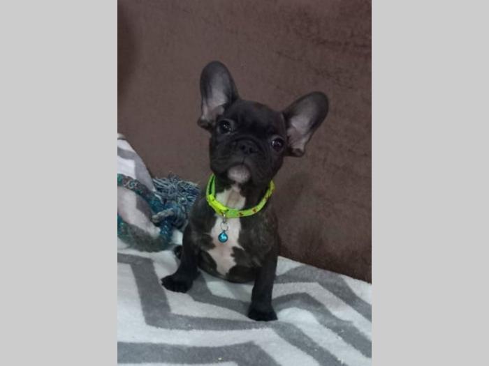 francuski buldog štenci egzotičnih boja besplatni mali oglasi