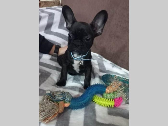 francuski buldog štenci egzotičnih boja besplatni mali oglasi