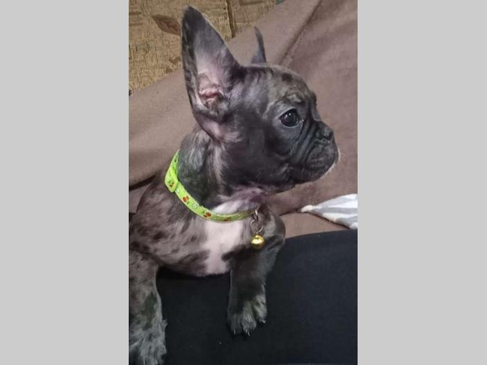 francuski buldog štenci egzotičnih boja besplatni mali oglasi