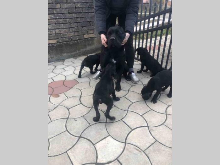cane corso štenci besplatni mali oglasi
