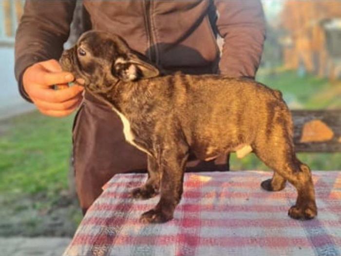francuski buldog štenci besplatni mali oglasi